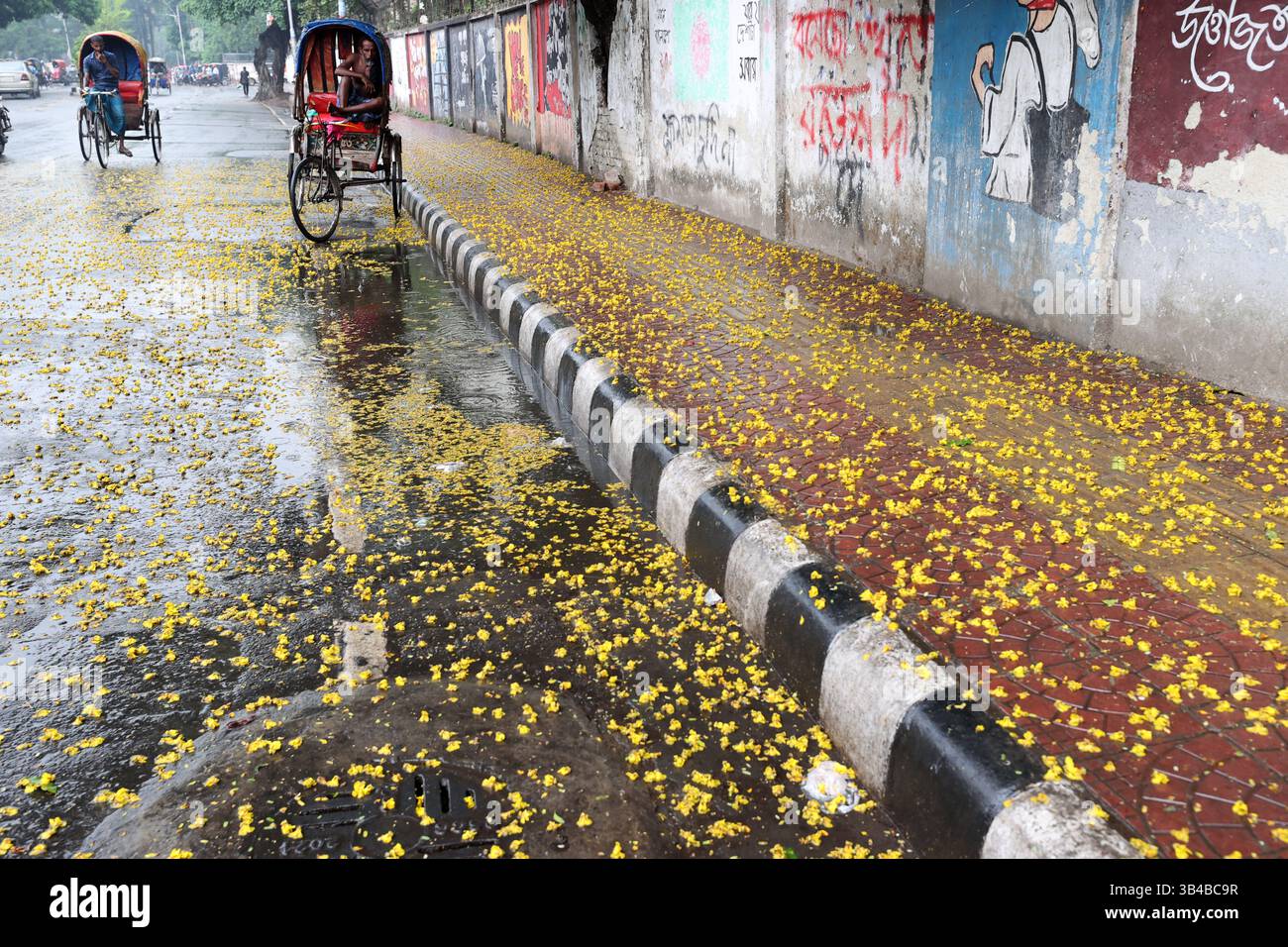 Dhaka, Bangladesch - 30. April 2025: Blütenblätter fallen von Bäumen auf den Straßen von Dhaka. Es ist, als hätte die Natur einen Teppich aus Blumen für p Stockfoto