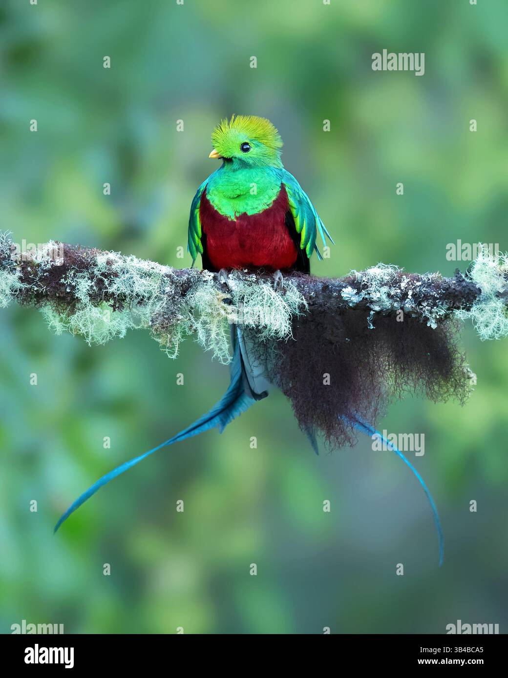 Der prachtvolle Quetzal (Pharomachrus mocinno) ist ein Vogel, der in Zentralamerika und Südmexiko vorkommt und in tropischen Wäldern lebt Stockfoto