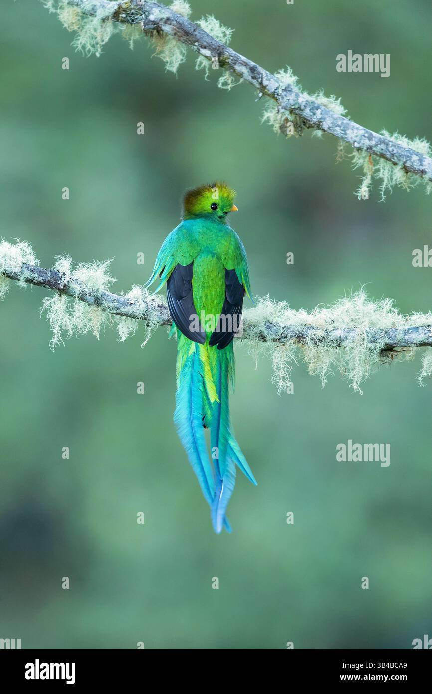 Der prachtvolle Quetzal (Pharomachrus mocinno) ist ein Vogel, der in Zentralamerika und Südmexiko vorkommt und in tropischen Wäldern lebt Stockfoto