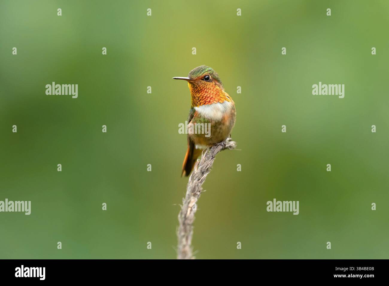 Selasphorus scintilla (Selasphorus scintilla) ist ein Kolibri, der in Costa Rica und Panama endemisch ist. Stockfoto