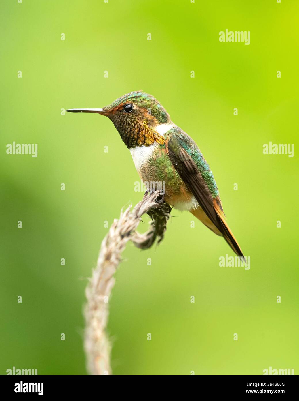 Selasphorus scintilla (Selasphorus scintilla) ist ein Kolibri, der in Costa Rica und Panama endemisch ist. Stockfoto