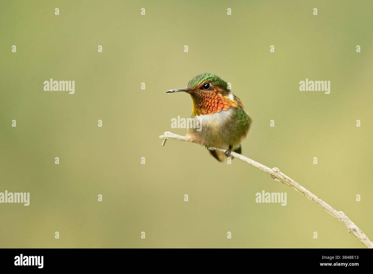 Selasphorus scintilla (Selasphorus scintilla) ist ein Kolibri, der in Costa Rica und Panama endemisch ist. Stockfoto