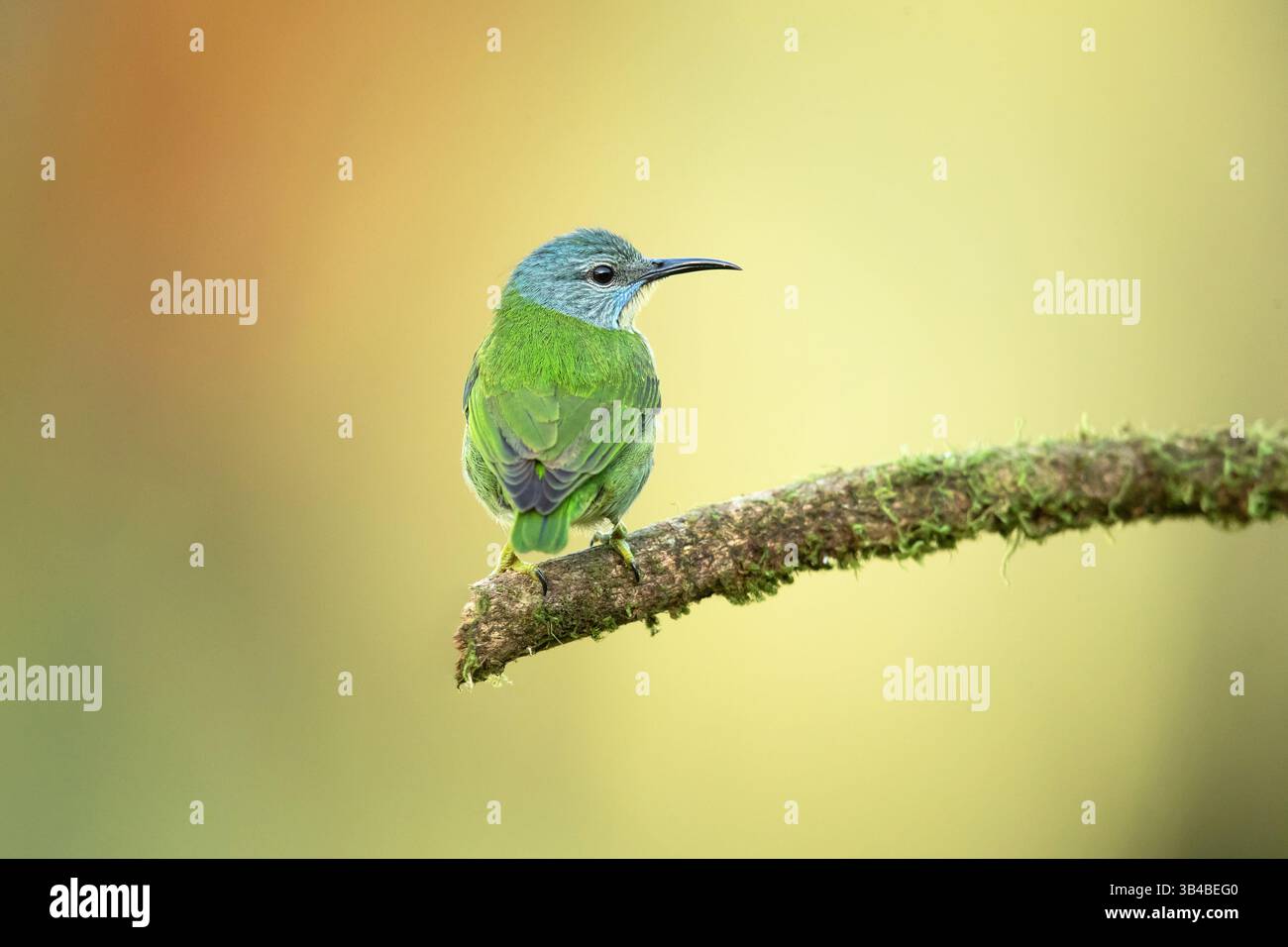 Cyanerpes lucidus ist ein kleiner Vogel aus der Familie der Tanager. Sie kommt in der tropischen Neuen Welt in Mittelamerika aus dem Süden vor Stockfoto