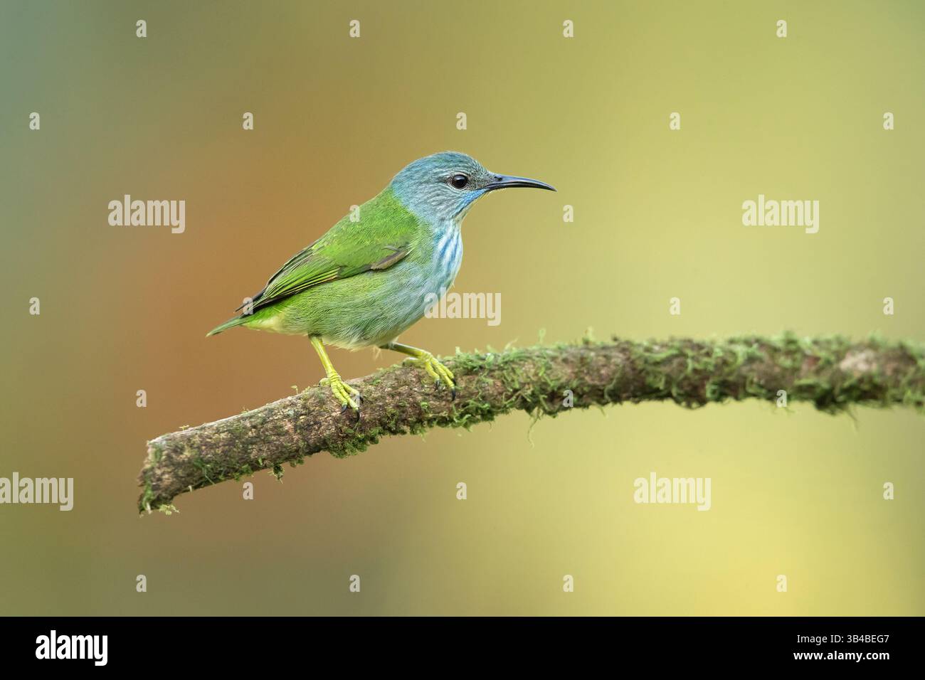 Cyanerpes lucidus ist ein kleiner Vogel aus der Familie der Tanager. Sie kommt in der tropischen Neuen Welt in Mittelamerika aus dem Süden vor Stockfoto