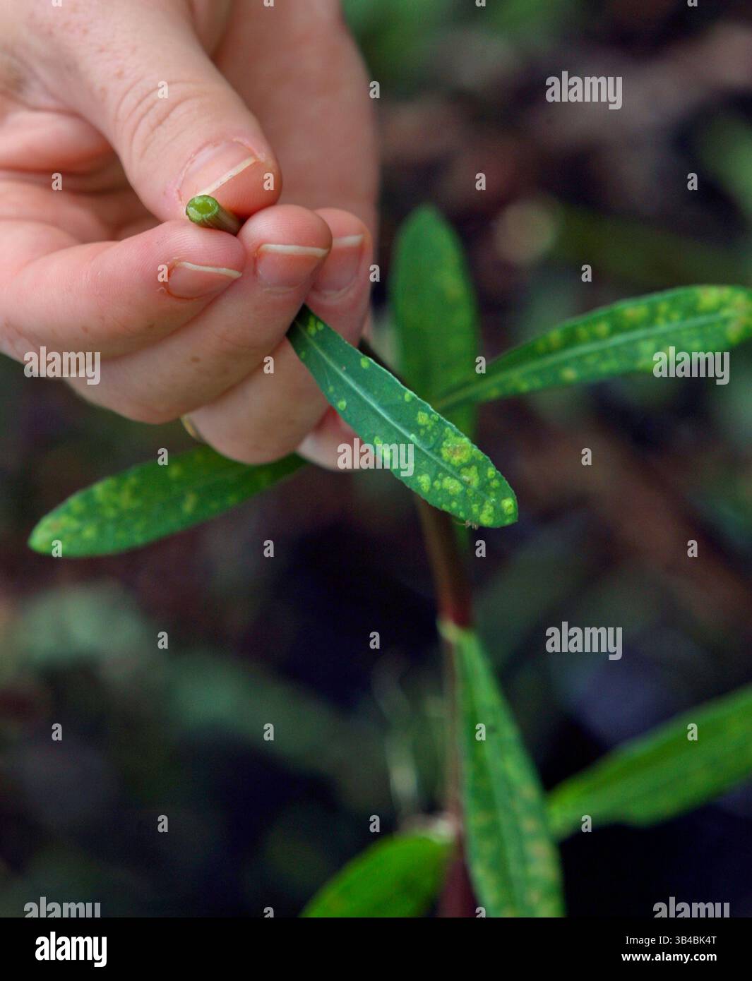 14. September 2015 - East Lake, Florida, USA - JIM DAMASKE | Times.Aligator Weed ein Invasion, über den Lara Miller im Brooker Creek Nature Preserve sprechen wird. Die Pflanze hat einen hohlen Stamm. Lara Miller, Natural Resource Agent am Brooker Creek, wird am 19. September 2015 eine Klasse mit dem Titel Aliens in the Backyard unterrichten. Es geht darum, Invasiven zu identifizieren und loszuwerden. (Foto: © Jim Damaske/Tampa Bay Times via ZUMA Wire) Stockfoto
