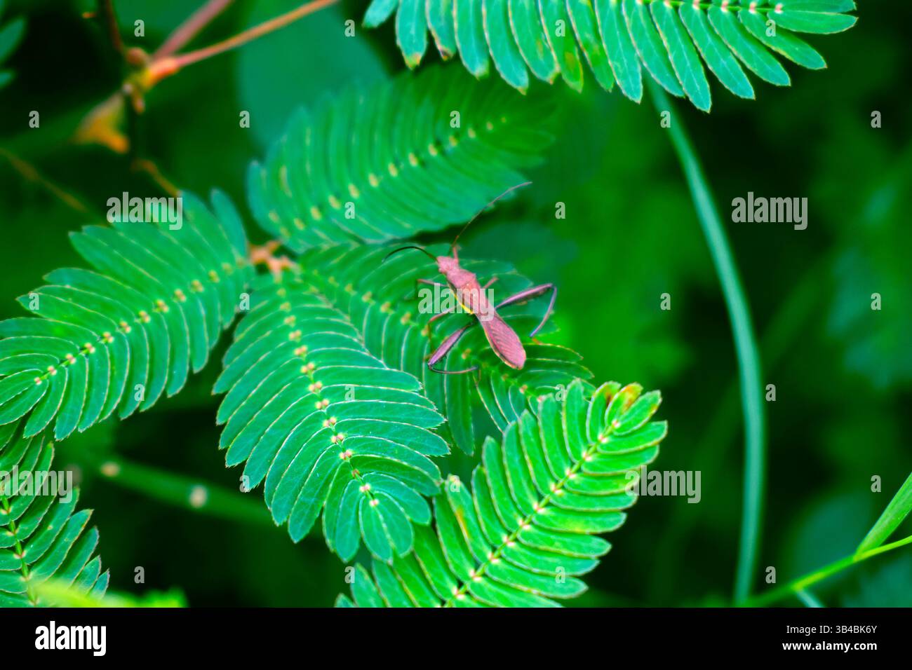 Grashshopper Reis Ohrenkäfer Spinne auf p[lant Stockfoto