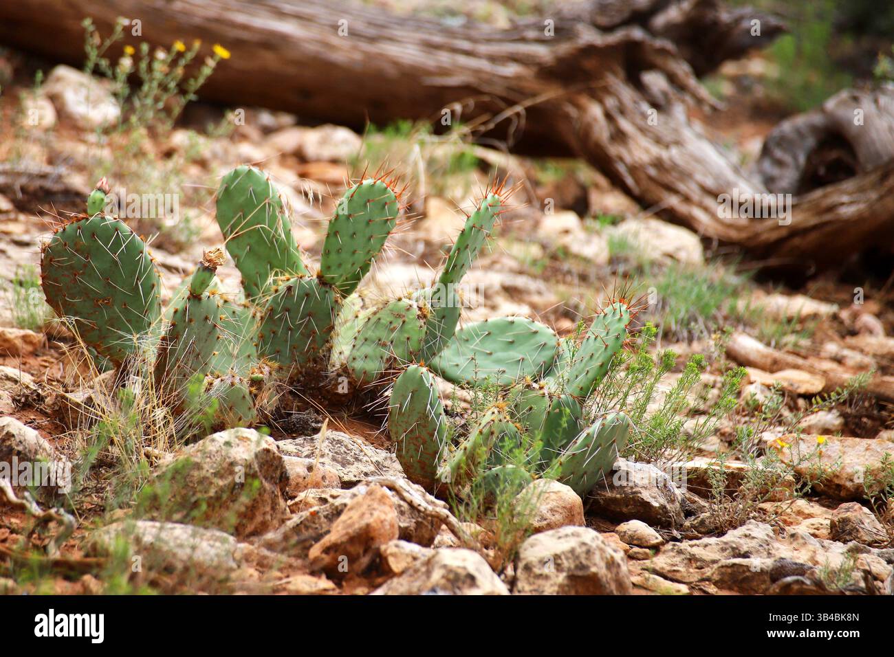 Kaktuskaktus wächst zwischen Felsen in trockenem Gelände mit trockenem Holz und einheimischer Vegetation, südwestlicher Wüstenflora der USA. Stockfoto