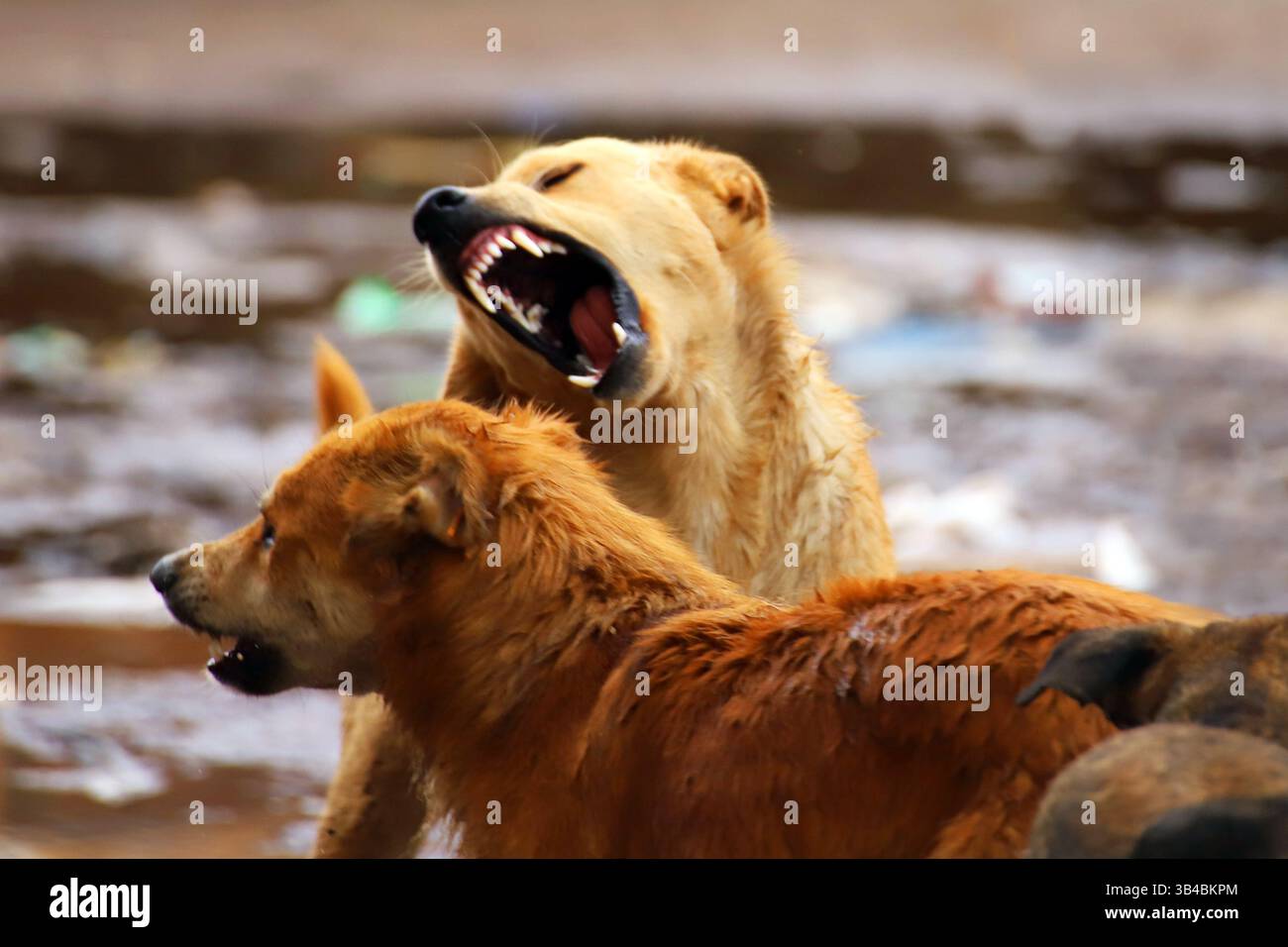Streunende Hunde kämpfen in schlammiger urbaner Umgebung, intensiver Moment mit entblößten Zähnen und Aggressivität, Symbol für Überleben und Vernachlässigung der Tiere. Stockfoto
