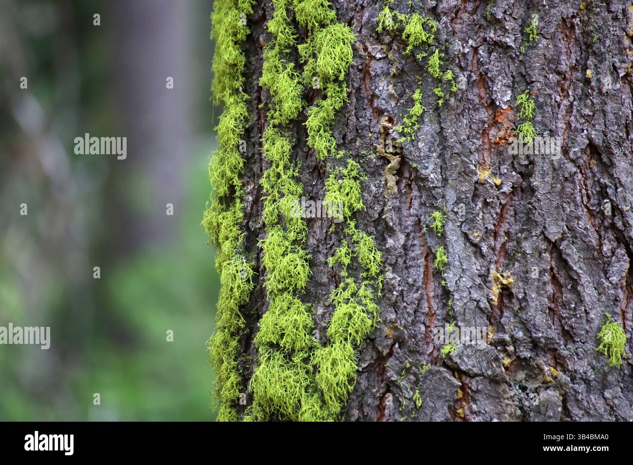 Nahaufnahme der Baumrinde mit hellgrünen Flechten im Wald, detaillierte Textur des lebenden Stammes mit symbiotischem Wachstum und Waldökologie. Stockfoto