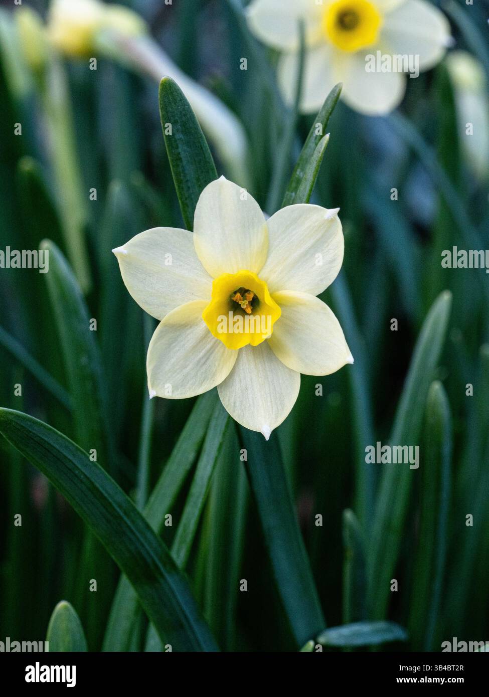 Nahaufnahme einer einzigen Blume von Narzisse „Minnow“ Stockfoto