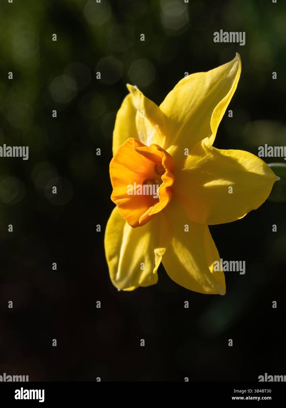 Nahaufnahme einer einzigen Blume der Zwergnarzzotte Narcissus jonquilla „Pipit“ Stockfoto