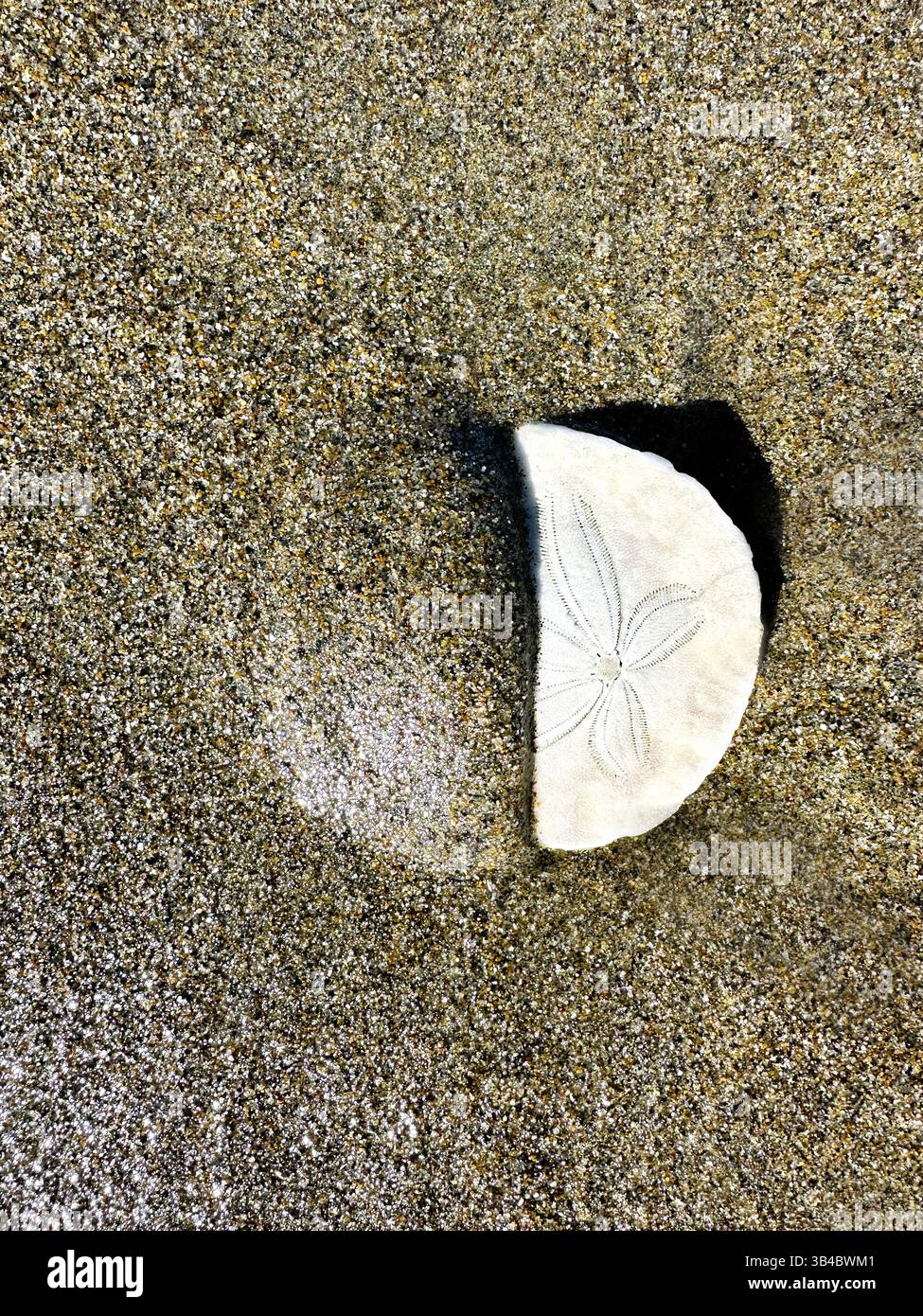 Ein Sanddollar, halb im Sand am Strand vergraben. Stockfoto