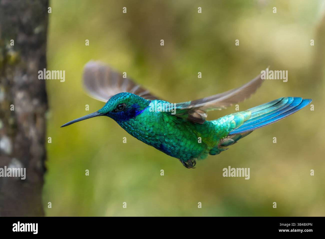 Ein funkelnder Violetear Kolibris, Colibri Coruscans, schwebt im Flug im Hochland des westlichen Kolumbiens. Stockfoto
