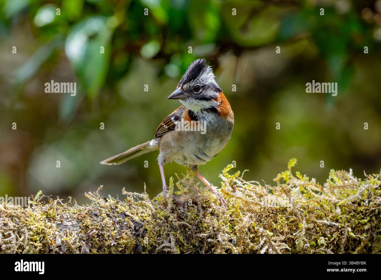 Zonotrichia capensis, ein Sparrow mit Rufous-Kragen, der auf einem Zweig im Hochland Kolumbiens thront. Stockfoto
