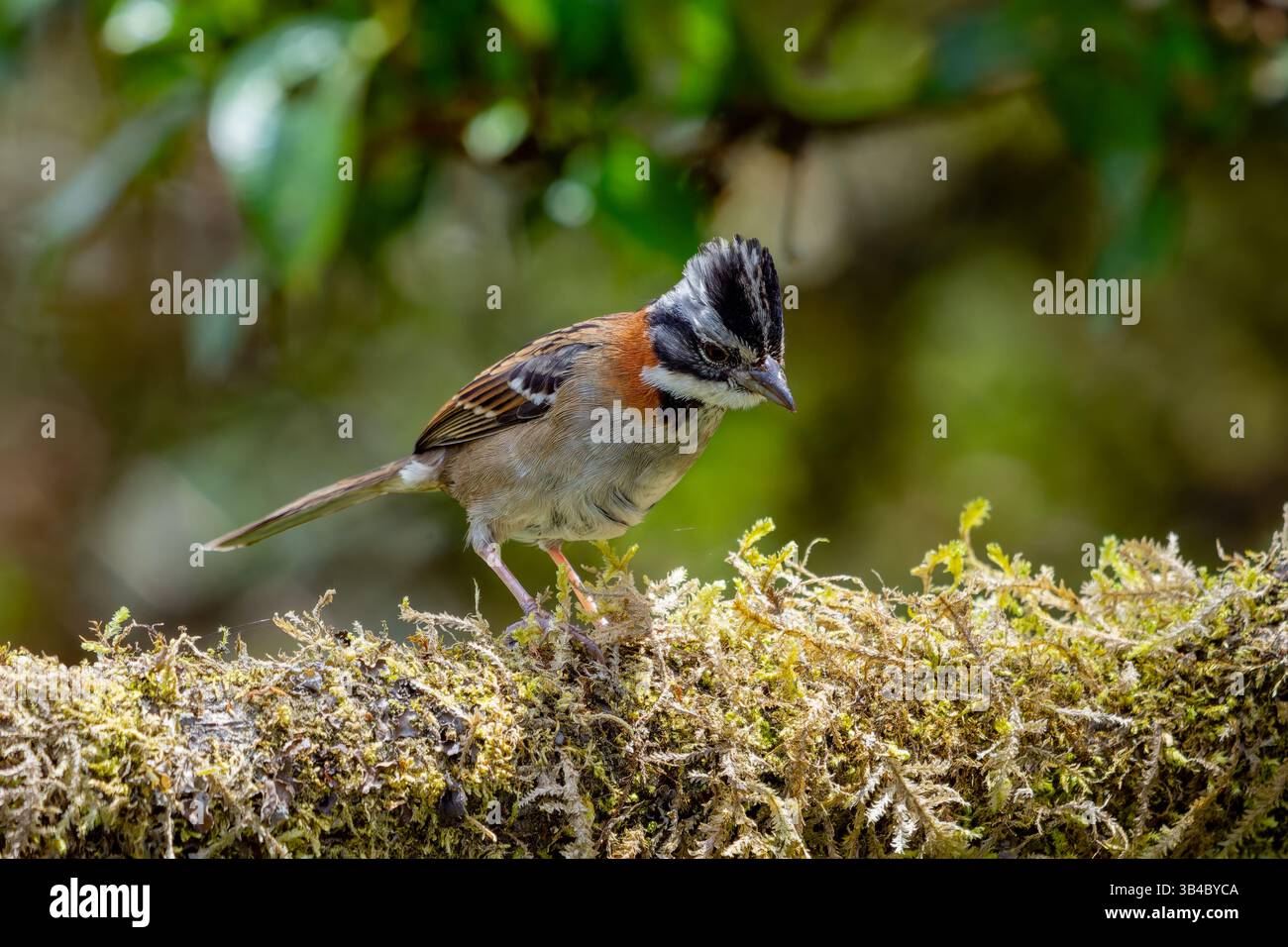 Zonotrichia capensis, ein Sparrow mit Rufous-Kragen, der auf einem Zweig im Hochland Kolumbiens thront. Stockfoto
