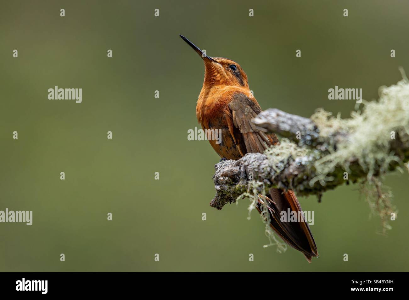 Ein leuchtender Sonnenstrahl-Kolibris, Aglaeactis cupripennis, auf einem Ast im Hochland Kolumbiens. Stockfoto