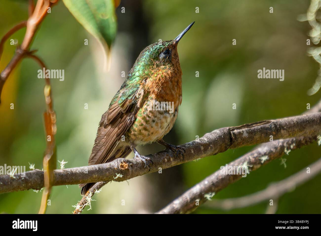 Ein weiblicher Tyrian Metaltail humminbird, Metallura tyrianthina, thront auf einem Ast im Hochland Kolumbiens. Stockfoto