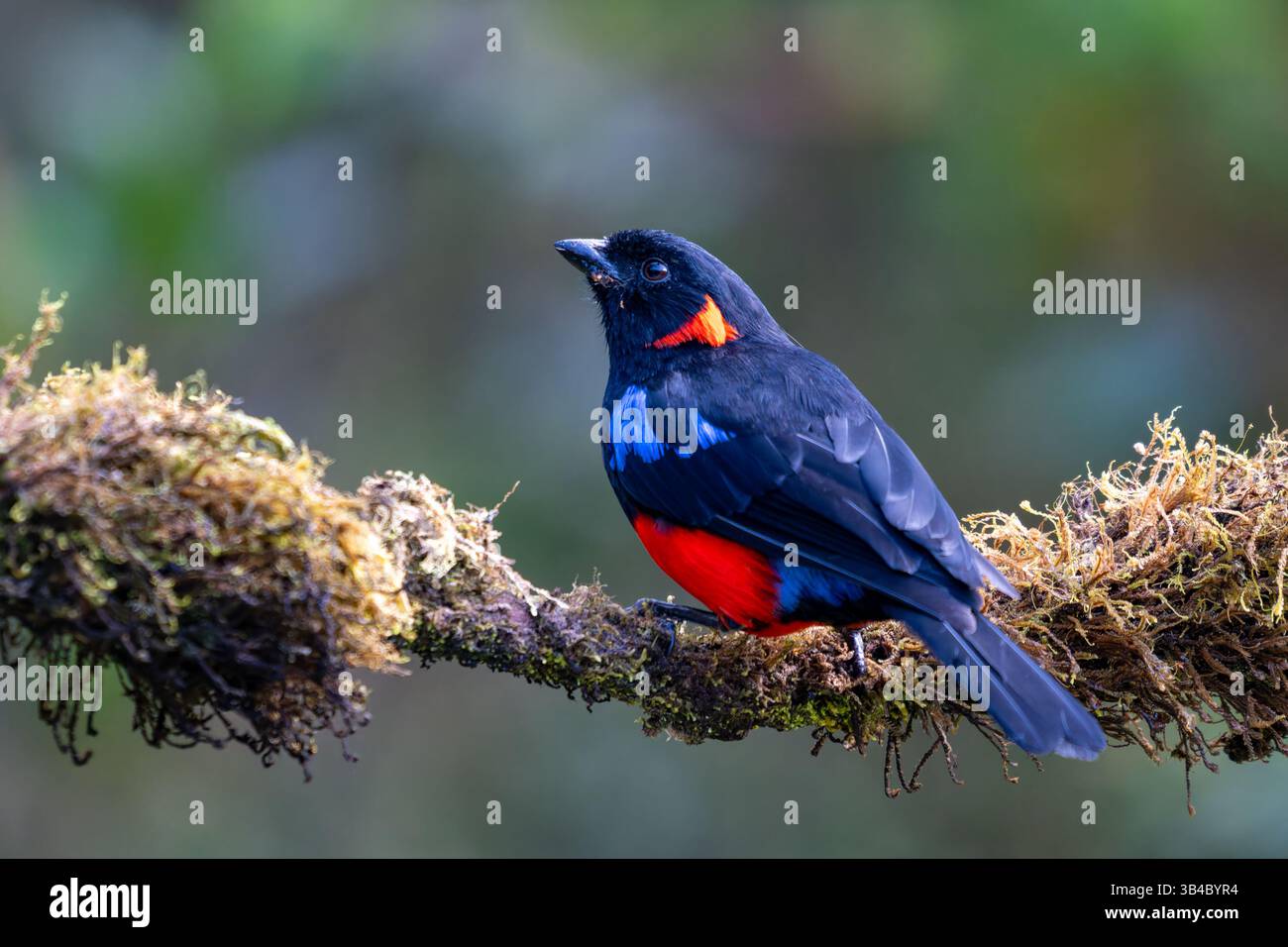 Anisognathus igniventris, ein Scharlachbauchiger Berggasthändler, der auf einem Ast im Hochland Kolumbiens thront. Stockfoto