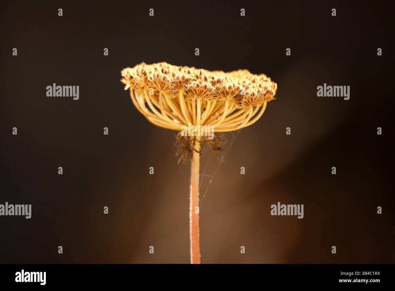 Nahaufnahme des getrockneten Waldmohrenkopfes (Daucus carota) in goldenem Licht vor dunklem Hintergrund, mit zarter botanischer Struktur. Stockfoto