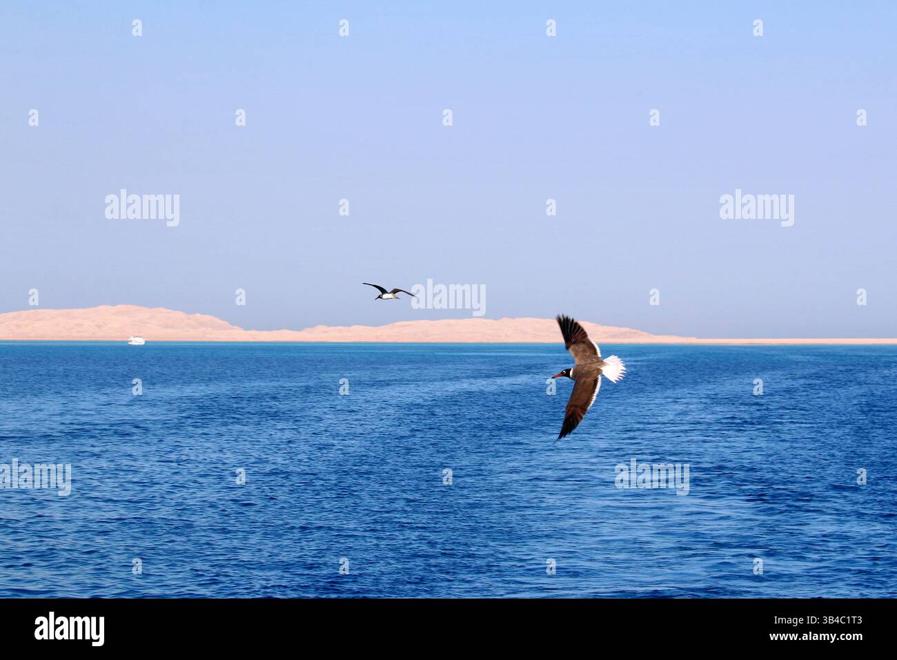 Zwei Seevögel im Flug über dem leuchtend blauen Wasser des Roten Meeres mit trockener Wüstenküste im Hintergrund, in der Nähe von Hurghada, Ägypten. Stockfoto