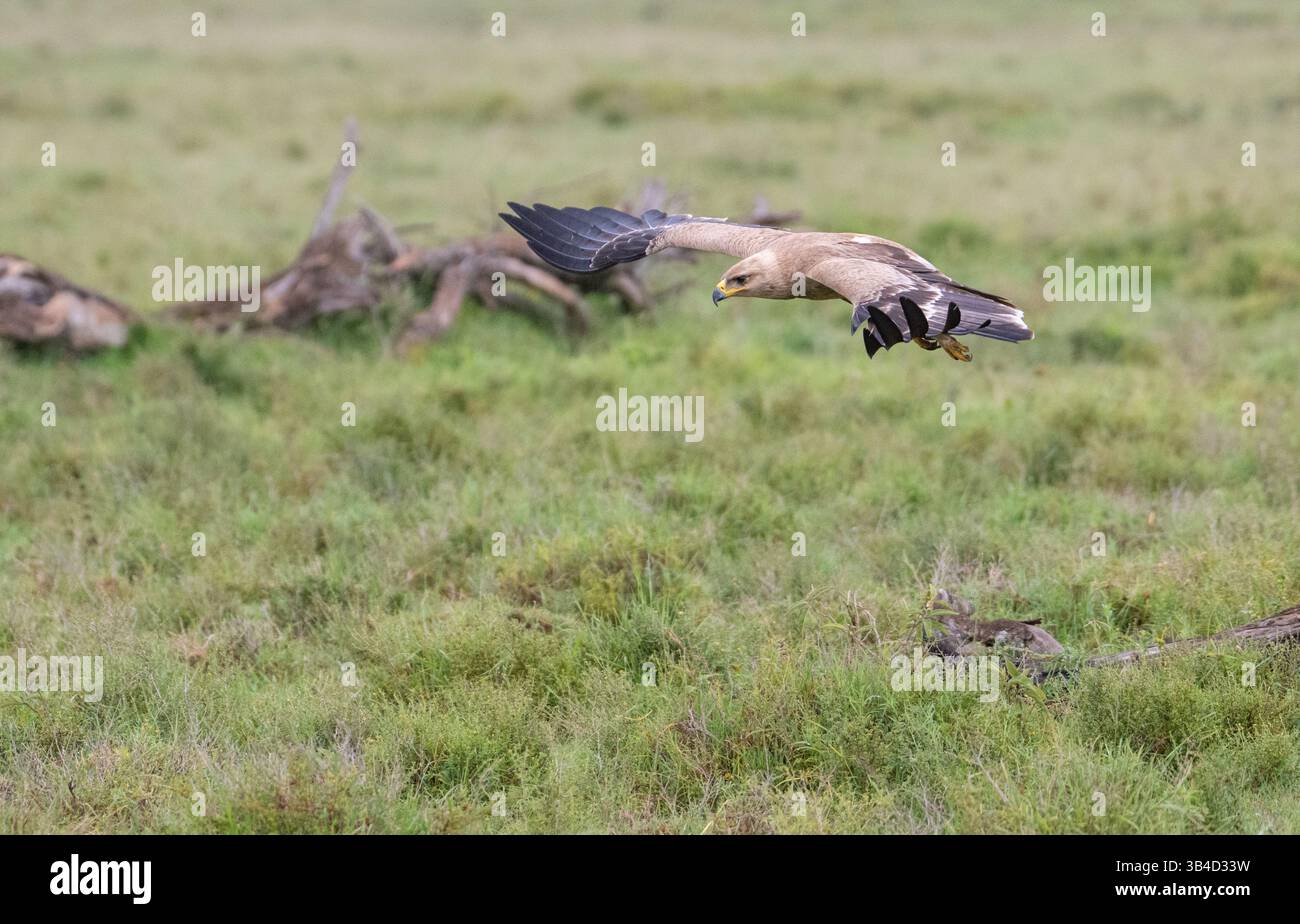 Tawny Adler (Aquila rapax) tief im Flug über die afrikanische Savanne Stockfoto