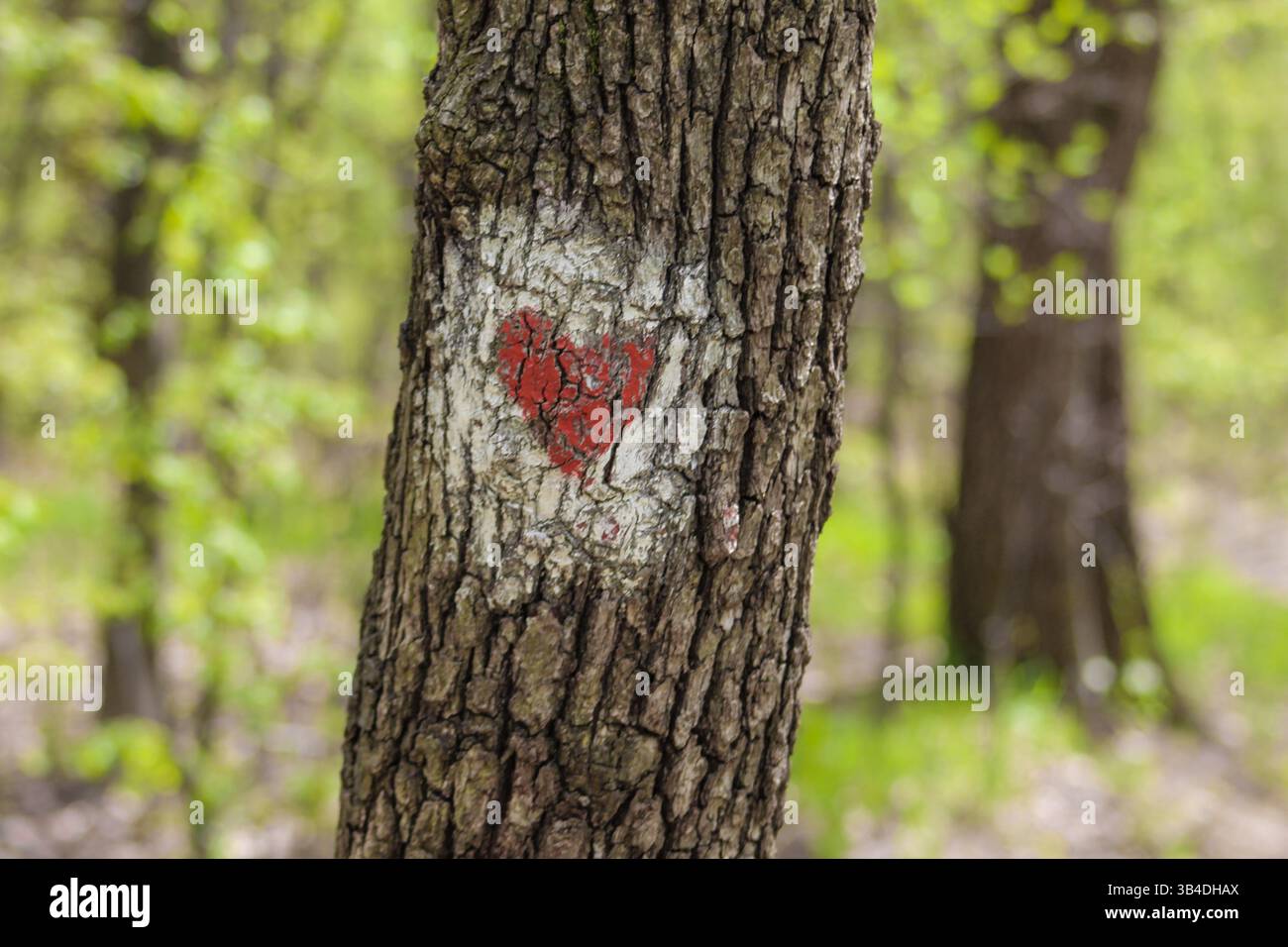 Nahaufnahme eines roten, herzförmigen Wegschildes, gemalt auf einem Baumstamm in einem üppig grünen Wald, das Liebe, Wandern und Naturschätzen symbolisiert. Stockfoto