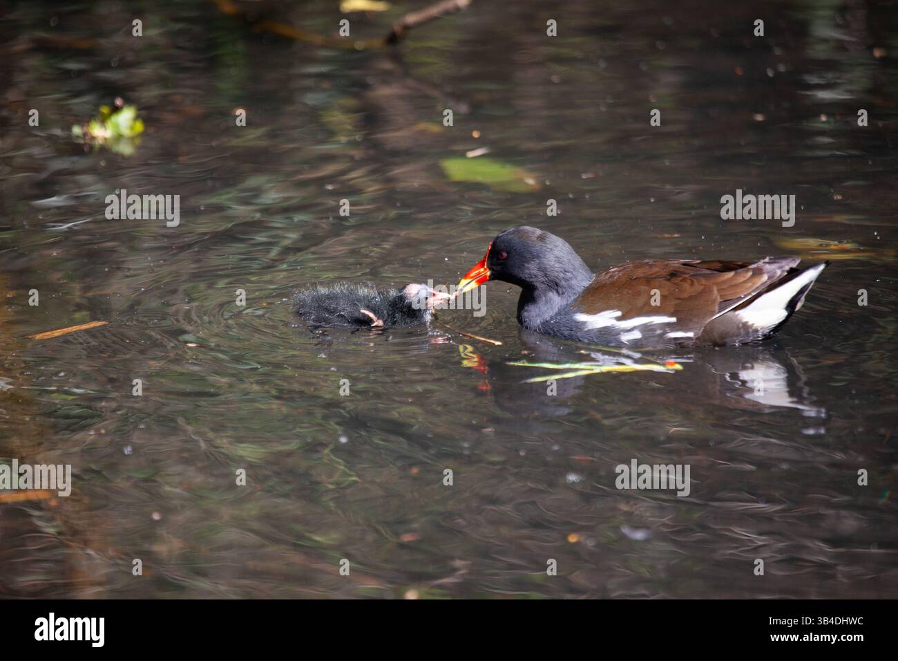 Jungmoorhen (Gallinula chloropus) Stockfoto