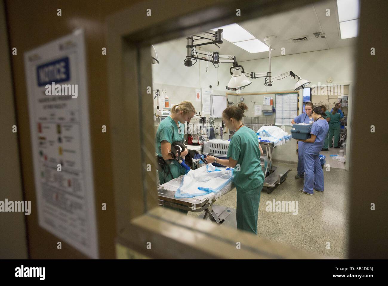 24. September 2015 - Davis, Kalifornien, USA - UC Davis Tierärzte behandeln Katzen, die am Donnerstag, 24. September 2015 in Davis verbrannt wurden. Calif., am UC Davis Veterinary Medical Teaching Hospital. (Bild: © Randy Pench/Sacramento Bee Via ZUMA Wire) Stockfoto