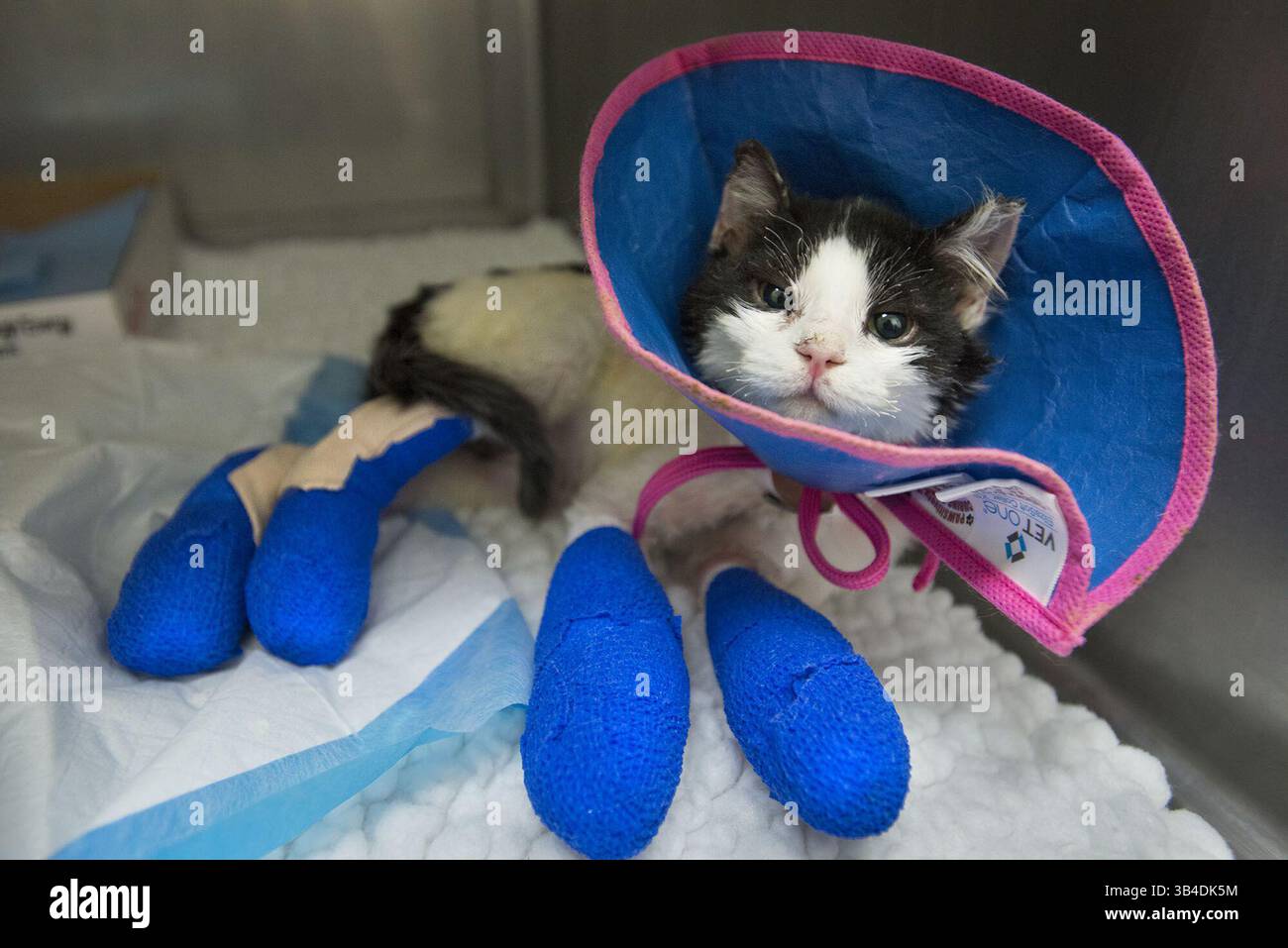 24. September 2015 - Davis, Kalifornien, USA - am Donnerstag, den 24. September 2015, liegt Berni, der von Mitarbeitern des UC Davis Veterinärkrankenhauses benannt wurde, in seinem Käfig mit versengten Barthaaren und Verbänden, die seine verbrannten Pfoten bedecken (Credit Image: © Randy Pench/Sacramento Bee Via ZUMA Wire) Stockfoto