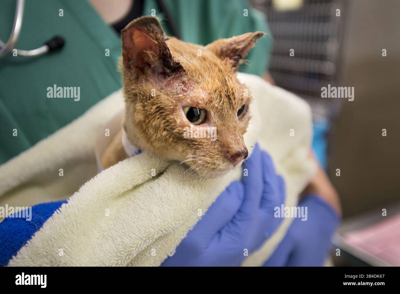 24. September 2015 - Davis, Kalifornien, USA - am Donnerstag, 24. September 2015, in Davis, Kalifornien, wird Eine Katze mit schweren Verbrennungen durch einen Waldbrand im UC Davis Veterinary Medical Teaching Hospital getröstet (Bild: © Randy Pench/Sacramento Bee Via ZUMA Wire) Stockfoto