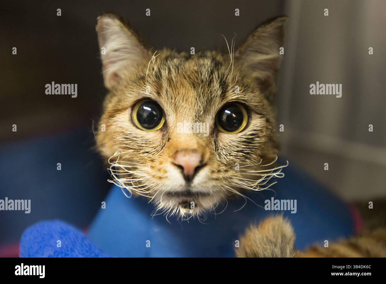 24. September 2015 - Davis, Kalifornien, USA - Eine weibliche Katze mit versengten Whiskern und Verbrennungen dritten Grades an ihren Pfoten blickt am Donnerstag, 24. September 2015, aus ihrem Käfig in Davis, Kalifornien Das UC Davis Veterinary Medical Teaching Hospital behandelt ein paar Dutzend Tiere, die bei den Butte- und Valley-Bränden verletzt wurden. (Bild: © Randy Pench/Sacramento Bee Via ZUMA Wire) Stockfoto