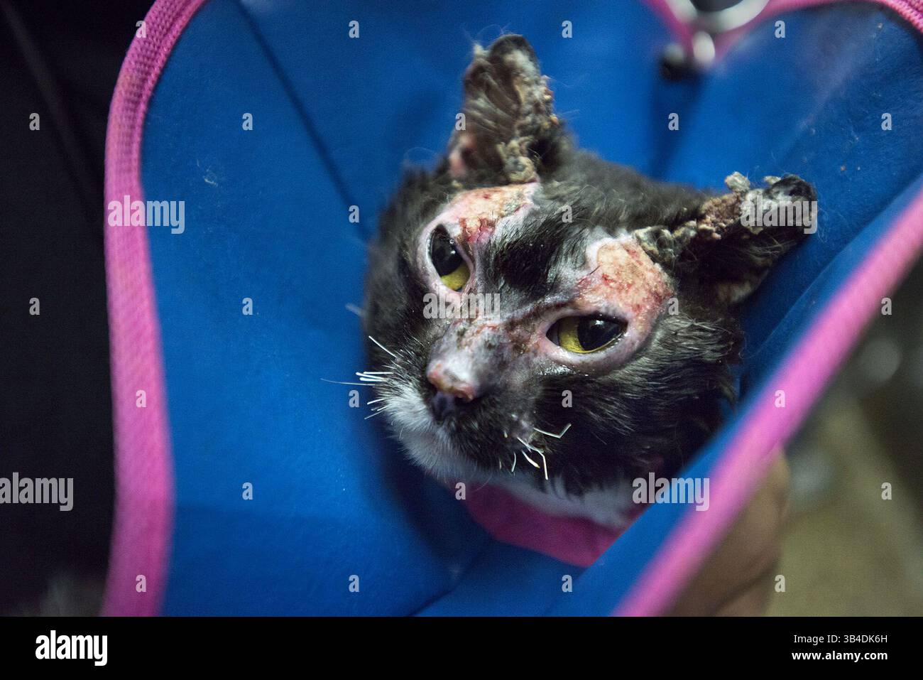 24. September 2015 - Davis, Kalifornien, USA - Singe, benannt von Mitarbeitern, die sie behandeln, erlitt schwere Verbrennungen an Gesicht und Pfoten wird am Donnerstag, 24. September 2015, im UC Davis Veterinary Medical Teaching Hospital in Davis, Kalifornien, behandelt Sie behandeln ein paar Dutzend Tiere, die durch die kalifornischen Waldbrände verletzt wurden. (Bild: © Randy Pench/Sacramento Bee Via ZUMA Wire) Stockfoto