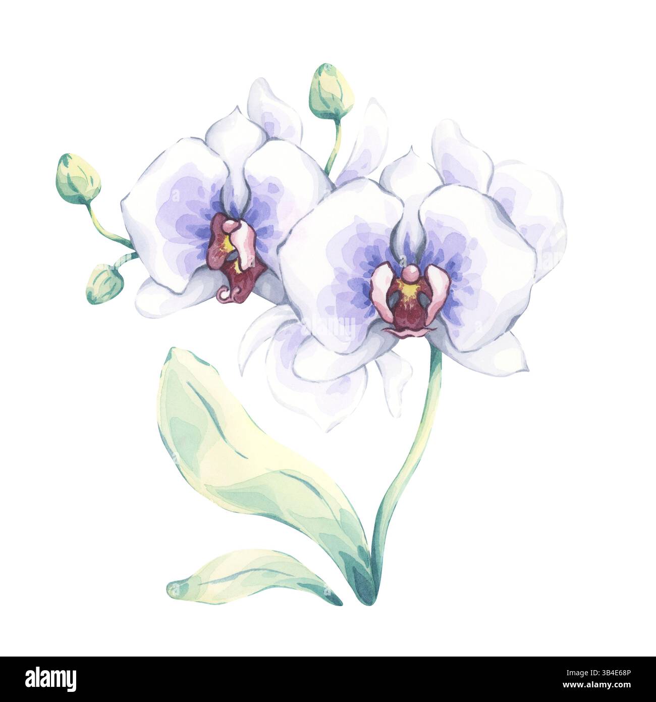 Aquarellorchidee in weiß und Blau. Handgemalte Illustration einer exotischen Blume mit Knospen und grünen Blättern. Perfekt für botanisches Design Stockfoto