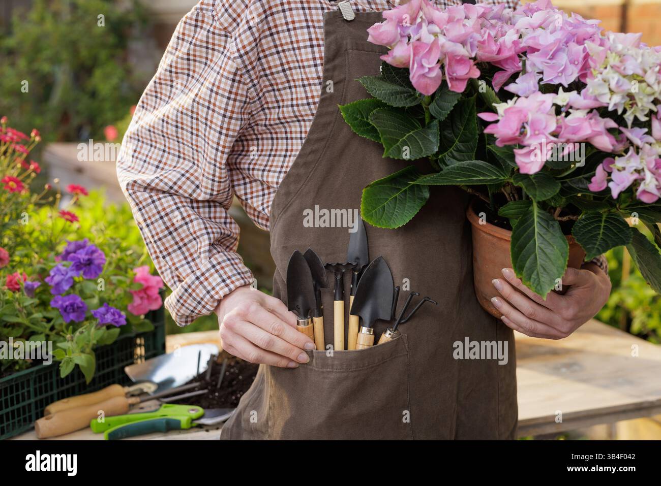 Gärtner hält blühende Topfblumen mit Werkzeugen in der Schürzentasche und steht während der Frühjahrsarbeit im Garten. Stockfoto