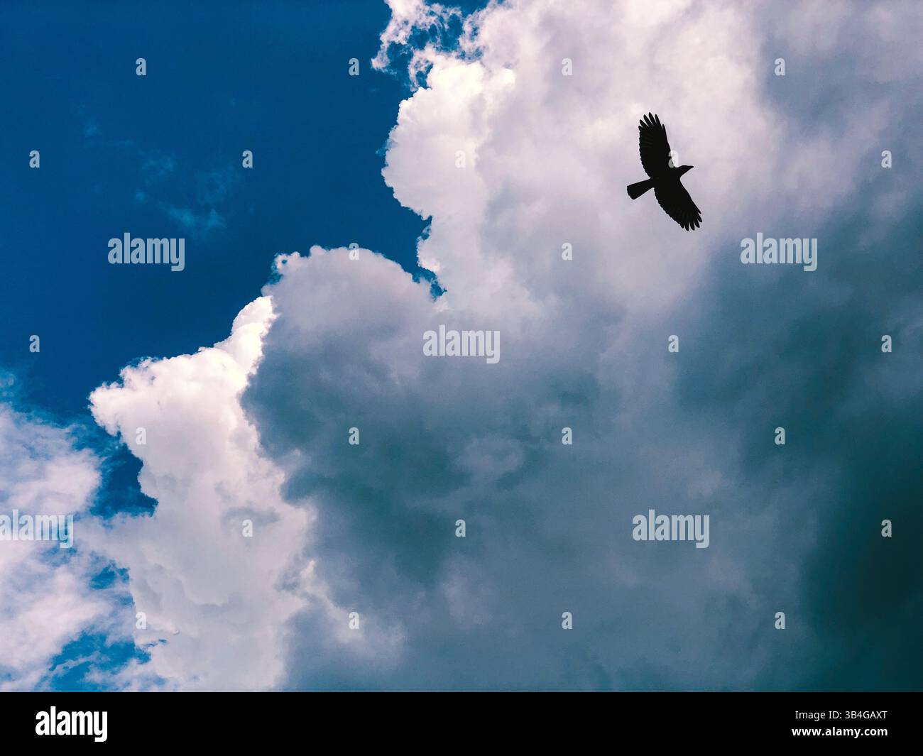 Ein einsamer Vogel schwebt über einem dramatischen Himmel mit großen Kumuluswolken und leuchtendem blauem Hintergrund – symbolisiert Freiheit und Einsamkeit. Stockfoto Ein einsamer Vogel schwebt über einem dramatischen Himmel mit großen Kumuluswolken und leuchtendem blauem Hintergrund – symbolisiert Freiheit und Einsamkeit. Stockfoto