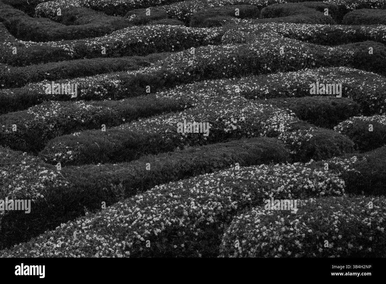 Einfarbiges Labyrinth – Amantikir Gardens, Campos do Jordão, Brasilien Stockfoto
