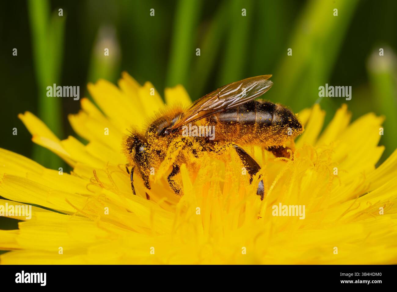 Bergbaubiene (Andrena gravida), bedeckt mit Pollen auf Löwenzahnblüte, Dompierre-sur-Besbre, Frankreich. Stockfoto