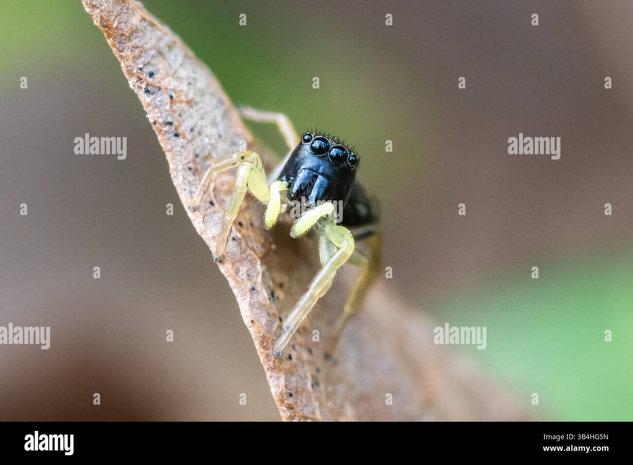 Springspinne (Heliophanus flavipes) auf trockenem Blatt, Dompierre-sur-Besbre, Frankreich. Stockfoto