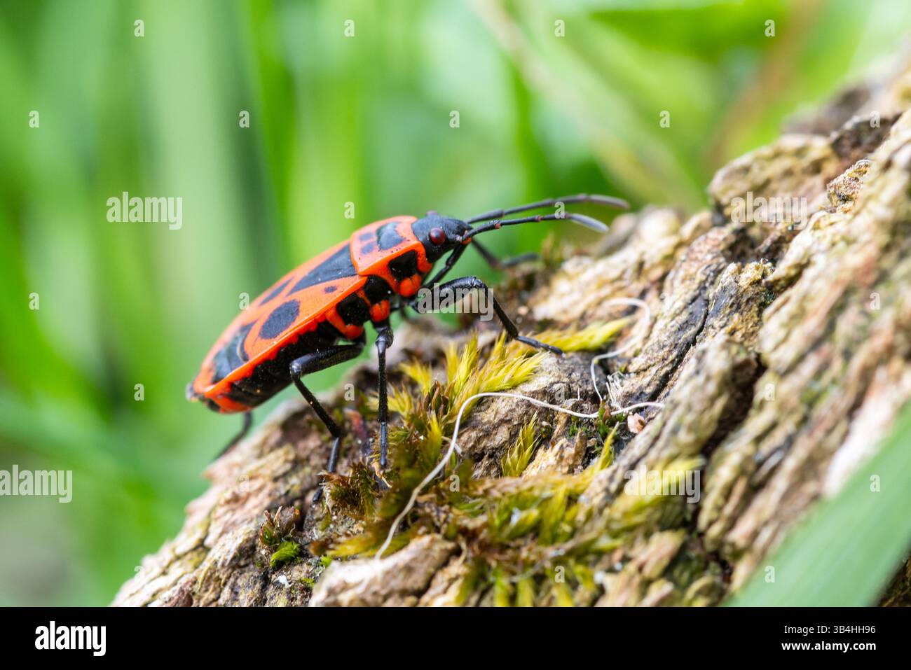 Feuerkäfer (Pyrrhocoris apterus) auf Baumrinde, Dompierre-sur-Besbre, Frankreich. Stockfoto