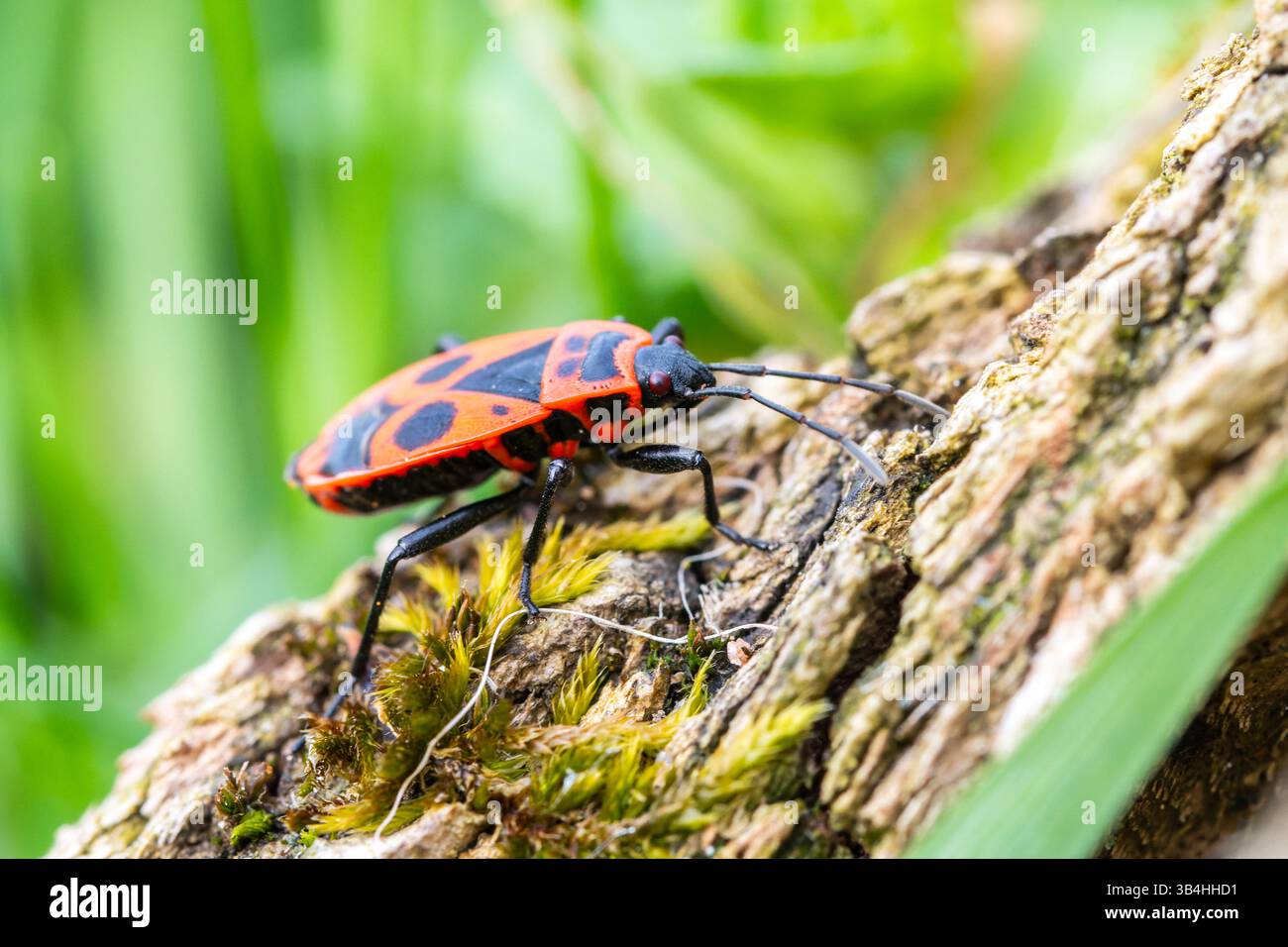 Feuerkäfer (Pyrrhocoris apterus) auf Baumrinde, Dompierre-sur-Besbre, Frankreich. Stockfoto