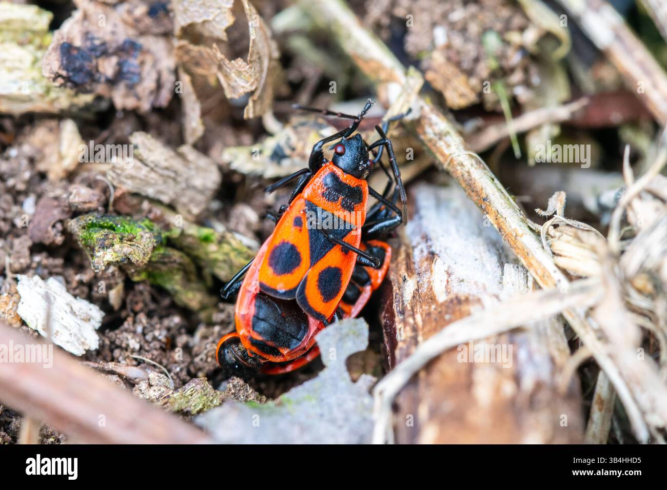 Feuerkäfer (Pyrrhocoris apterus) auf Baumrinde, Dompierre-sur-Besbre, Frankreich. Stockfoto