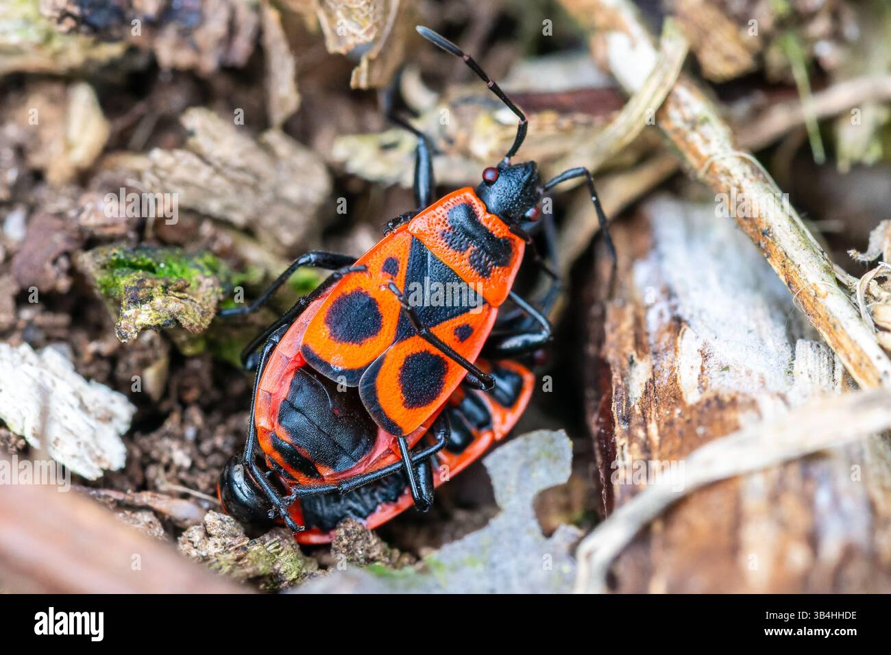 Feuerkäfer (Pyrrhocoris apterus) auf Baumrinde, Dompierre-sur-Besbre, Frankreich. Stockfoto