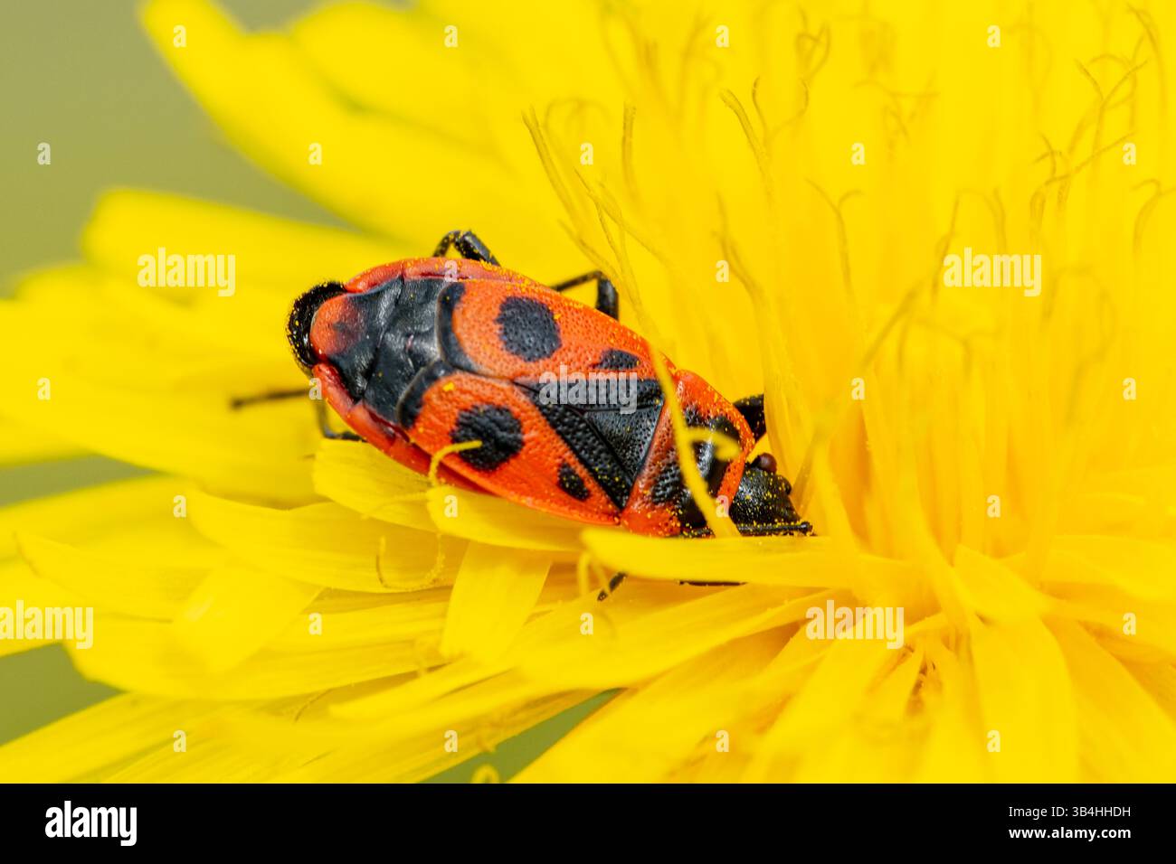 Feuerkäfer (Pyrrhocoris apterus) auf Baumrinde, Dompierre-sur-Besbre, Frankreich. Stockfoto