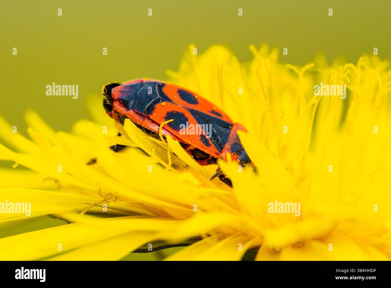 Feuerkäfer (Pyrrhocoris apterus) auf Baumrinde, Dompierre-sur-Besbre, Frankreich. Stockfoto