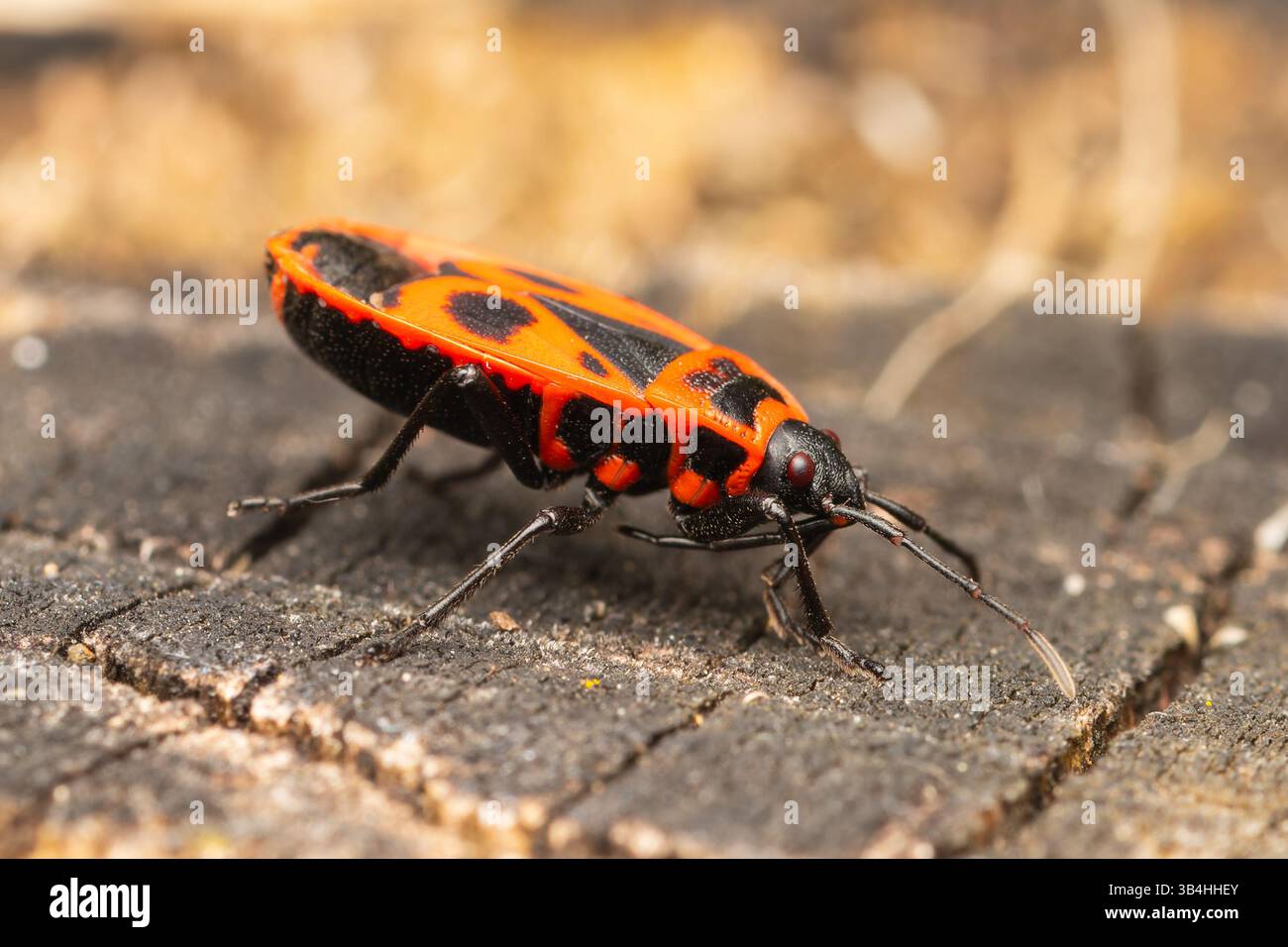 Feuerkäfer (Pyrrhocoris apterus) auf Baumrinde, Dompierre-sur-Besbre, Frankreich. Stockfoto