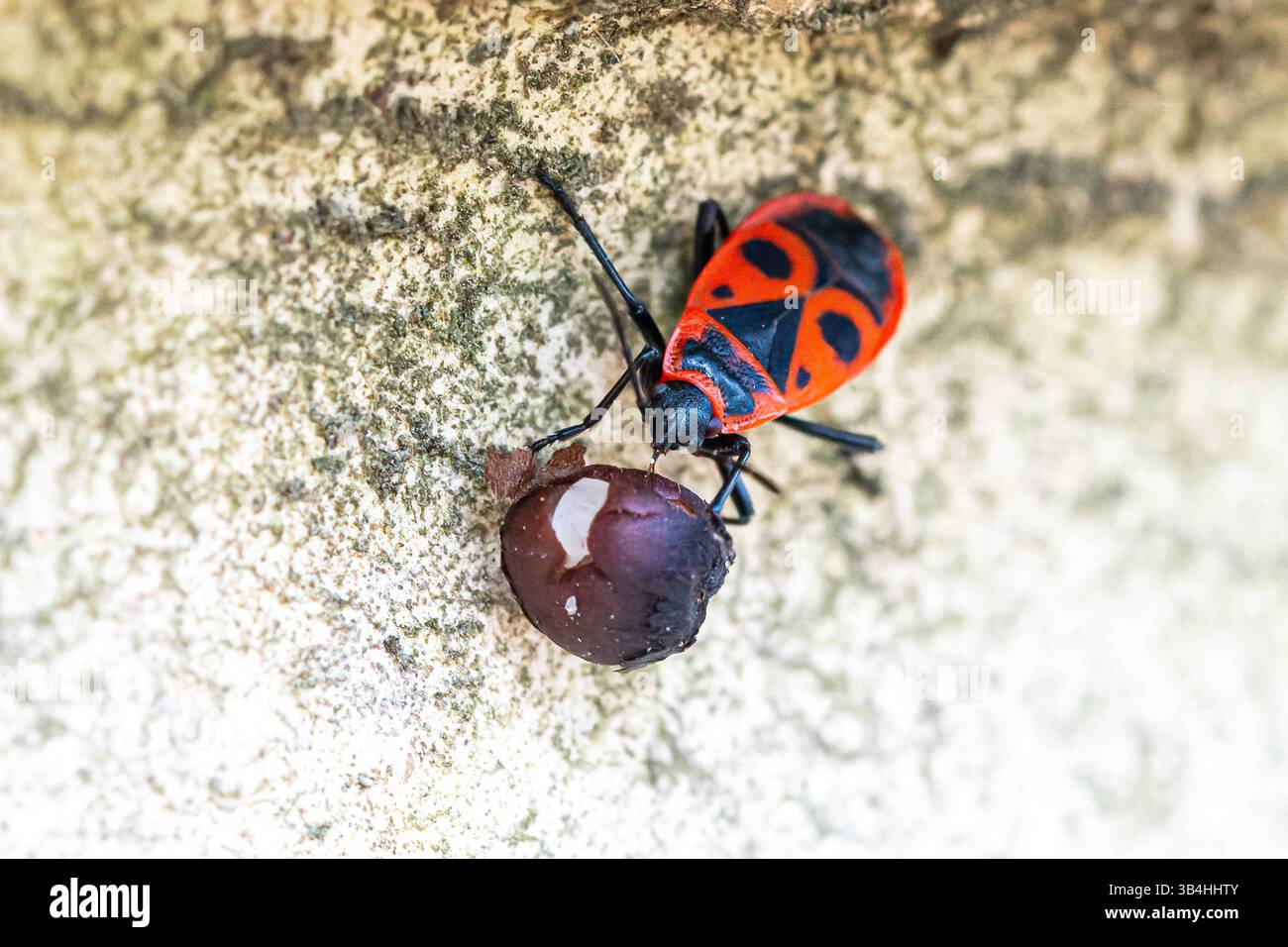 Feuerkäfer (Pyrrhocoris apterus) auf Baumrinde, Dompierre-sur-Besbre, Frankreich. Stockfoto