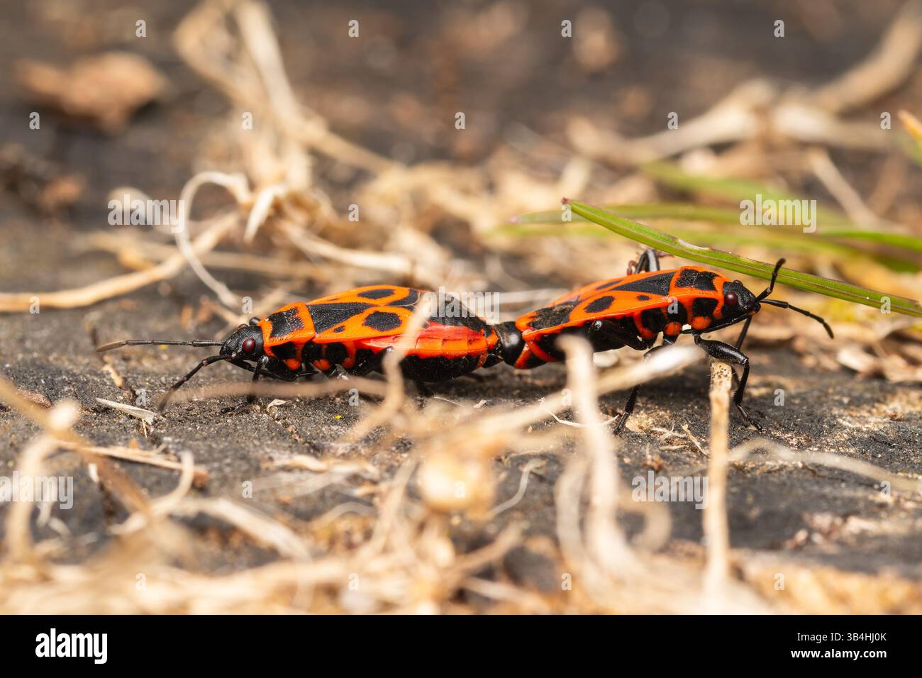 Feuerkäfer (Pyrrhocoris apterus) auf Baumrinde, Dompierre-sur-Besbre, Frankreich. Stockfoto