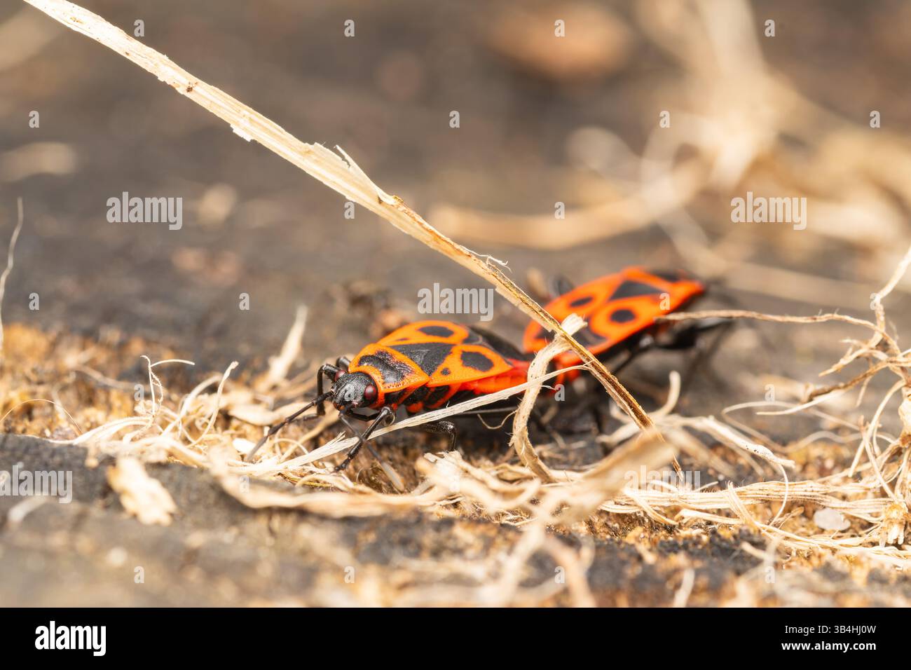 Feuerkäfer (Pyrrhocoris apterus) auf Baumrinde, Dompierre-sur-Besbre, Frankreich. Stockfoto
