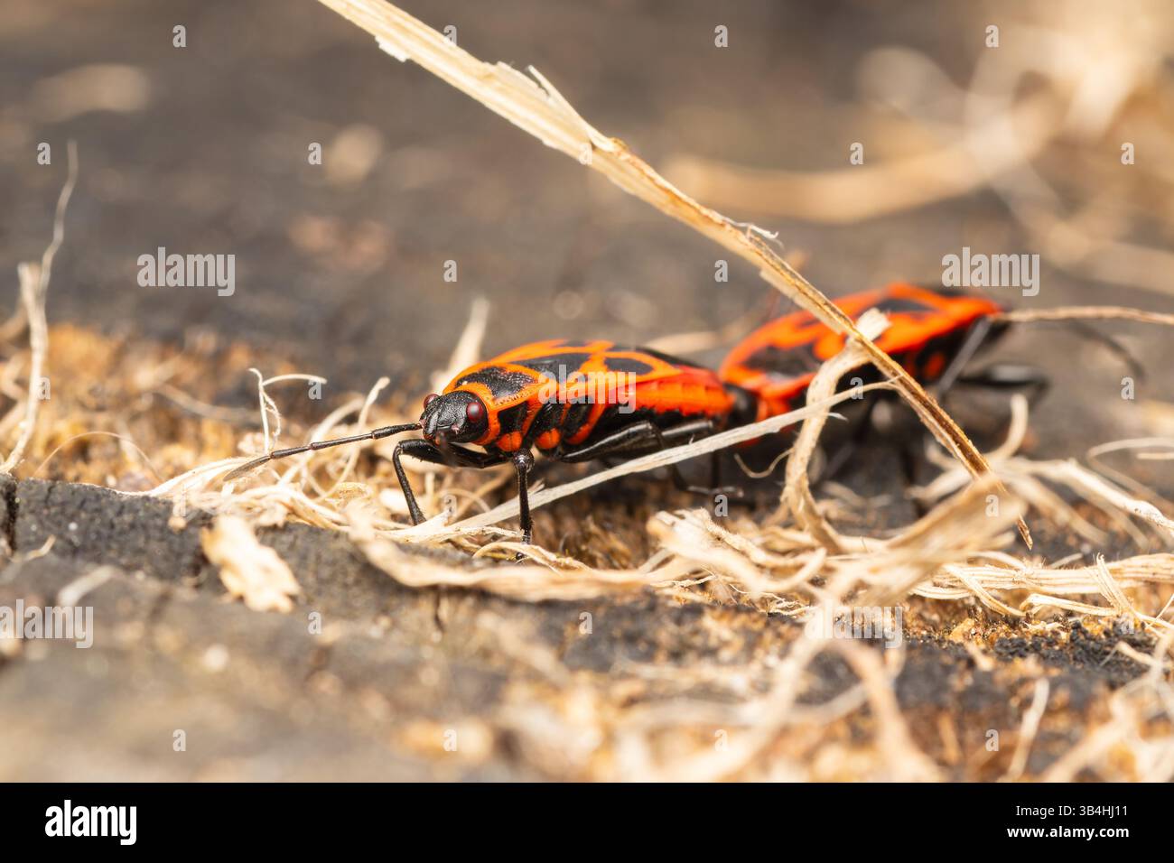 Feuerkäfer (Pyrrhocoris apterus) auf Baumrinde, Dompierre-sur-Besbre, Frankreich. Stockfoto