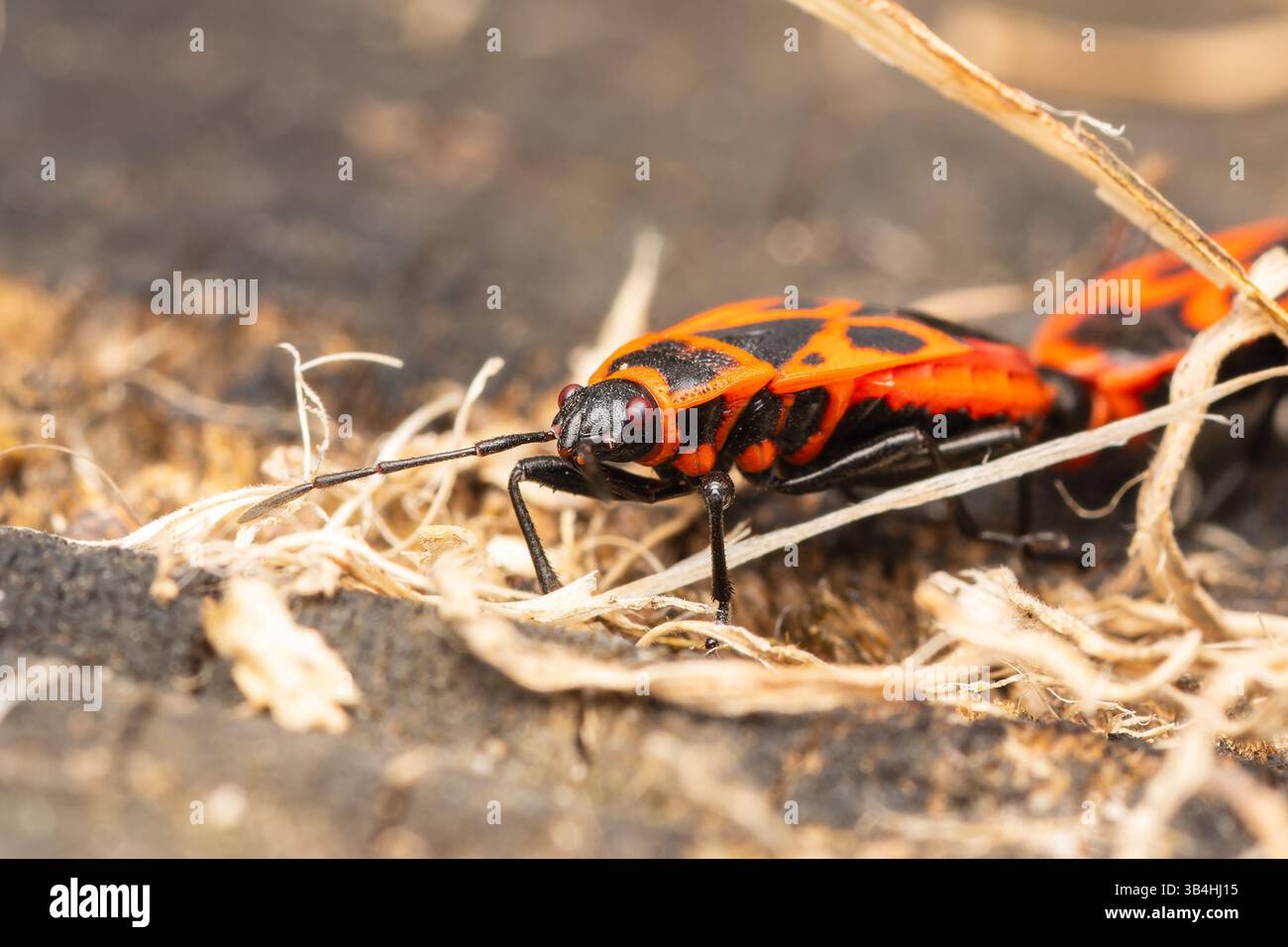 Feuerkäfer (Pyrrhocoris apterus) auf Baumrinde, Dompierre-sur-Besbre, Frankreich. Stockfoto